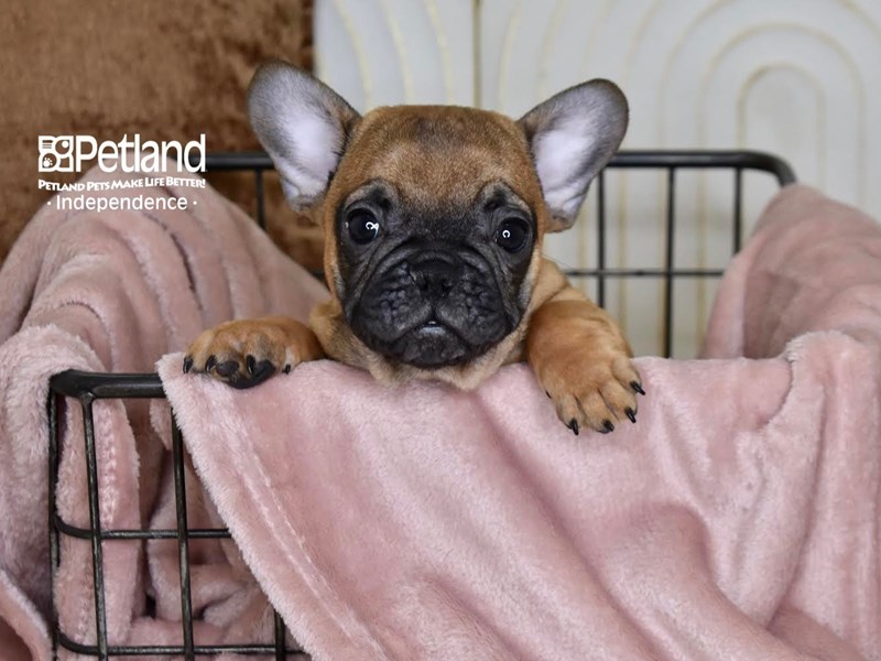 [#5465] Fawn Male French Bulldog Puppies For Sale #1