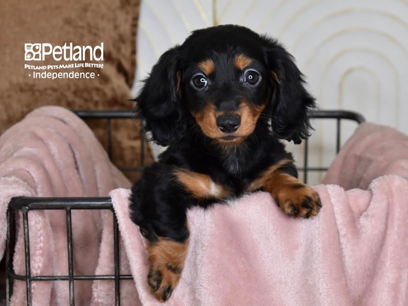 [#5464] Black & Tan, Long Haired Female Dachshund Puppies For Sale #1