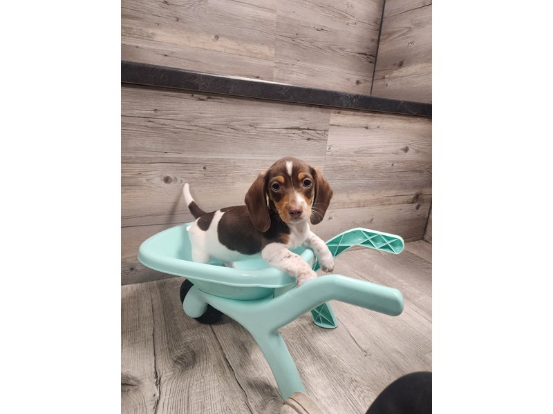 [#19844] Chocolate/White Male Dachshund Puppies For Sale