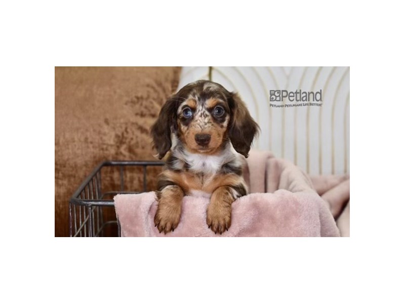 [#631] Chocolate Dapple, Long Haired Female Dachshund Puppies For Sale #1