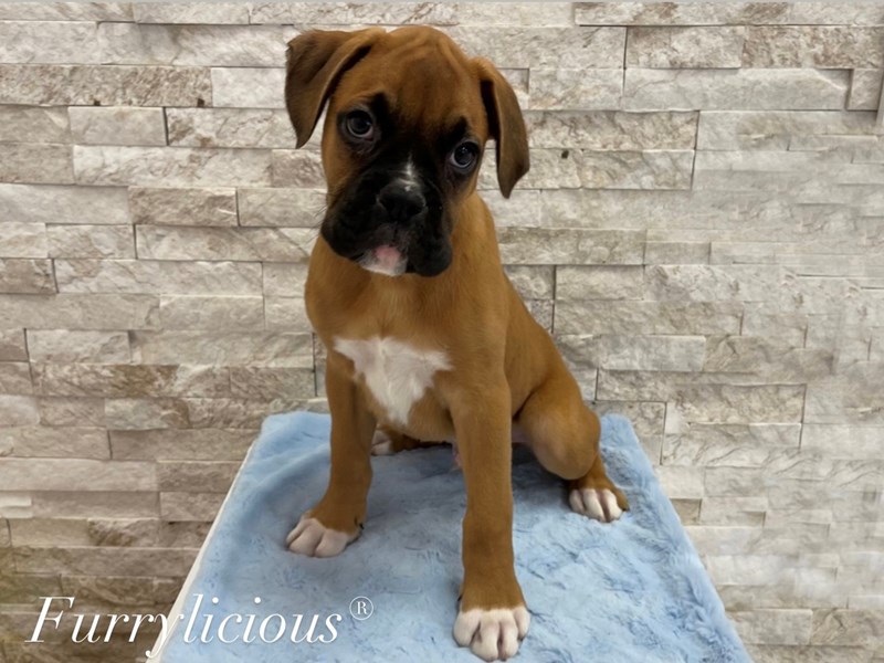Boxer-DOG-Male-Fawn-3925377-img2