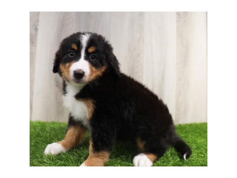 [#16373] Black White / Tan Female Bernese Mountain Dog Puppies For Sale