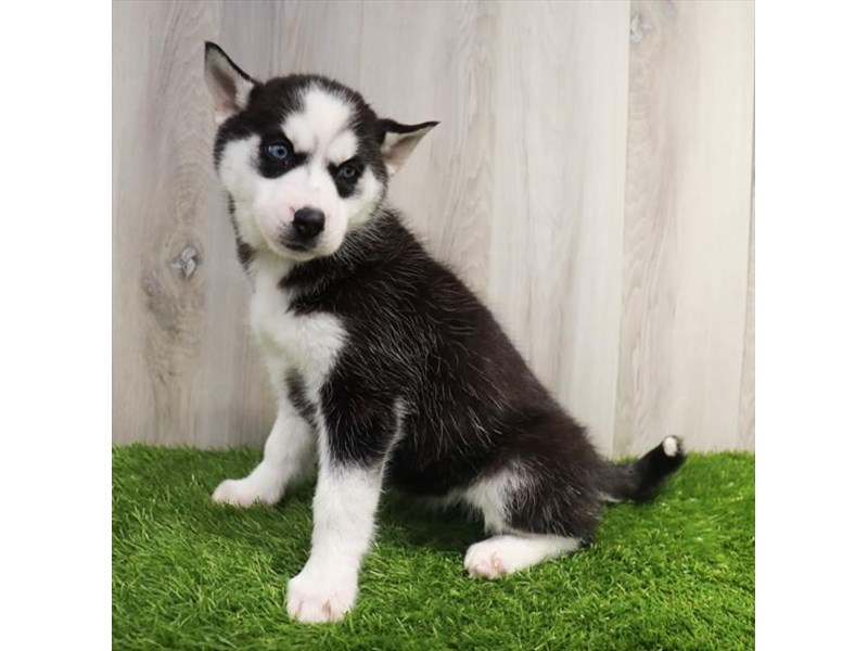[#16379] Black / White Female Siberian Husky Puppies For Sale