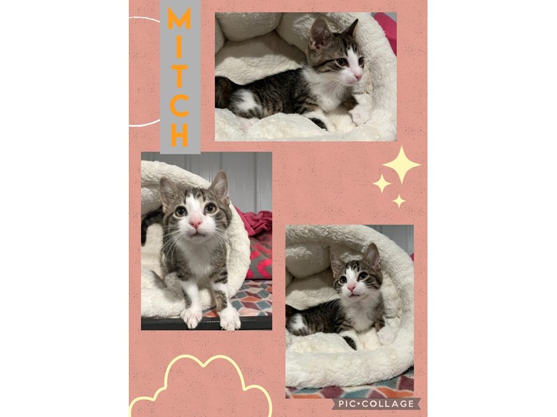 [#16385] Tabby and white Male Adopt a Pet Cat Kittens For Sale