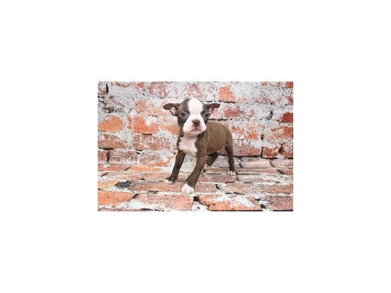 [#12728] Seal and White Female Boston Terrier Puppies For Sale