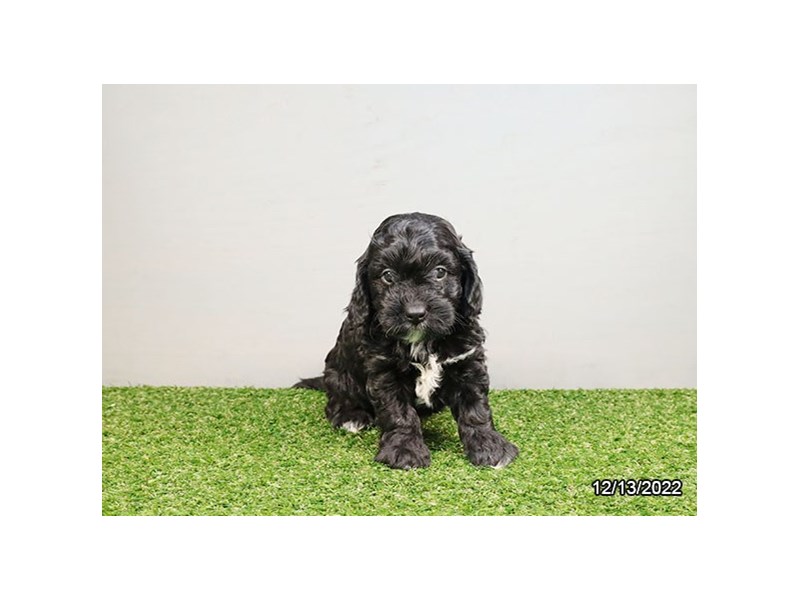 [#8642] Black Male Cavapoo Puppies For Sale #1