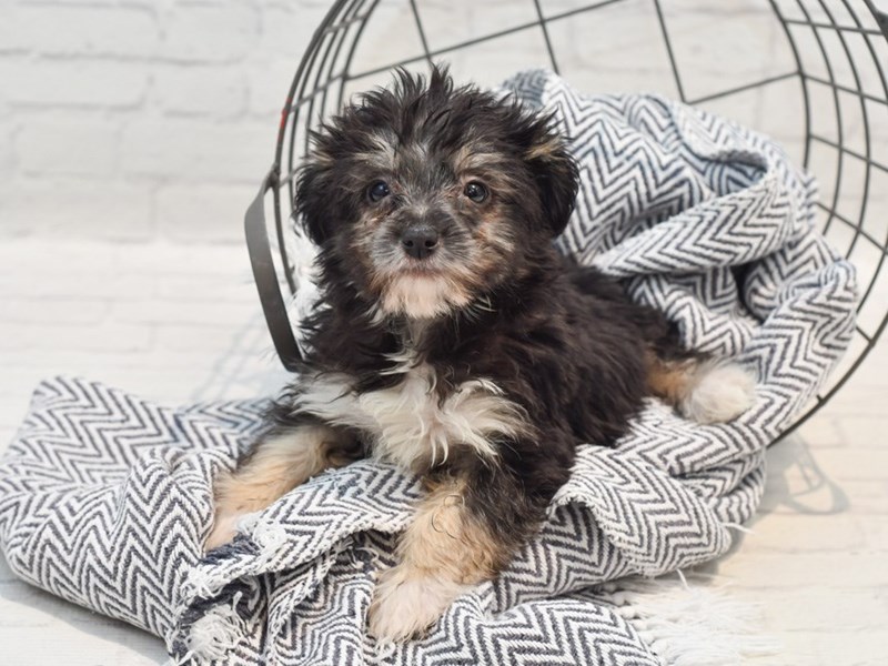 [#36244] Black / Tan Male Havanese Puppies For Sale #1