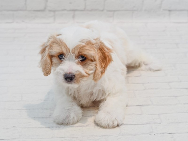 [#36251] Blenheim Male Cavachon Puppies For Sale