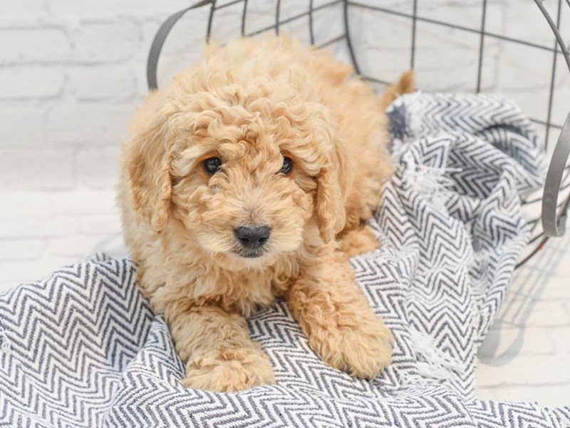 [#36261] Apricot Male Mini Goldendoodle Puppies For Sale #1
