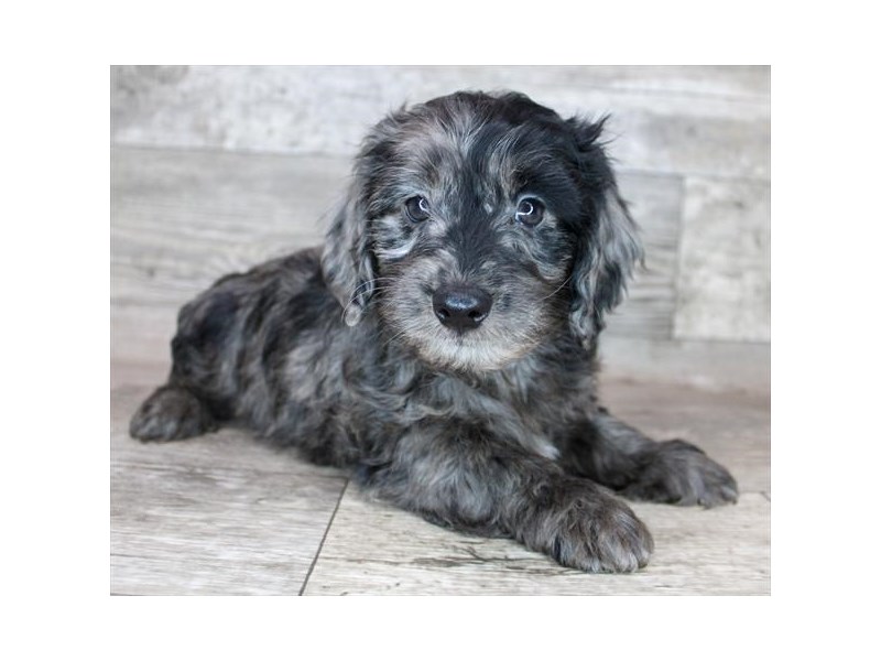 [#12735] Blue Merle Male Doxiepoo Puppies For Sale #1
