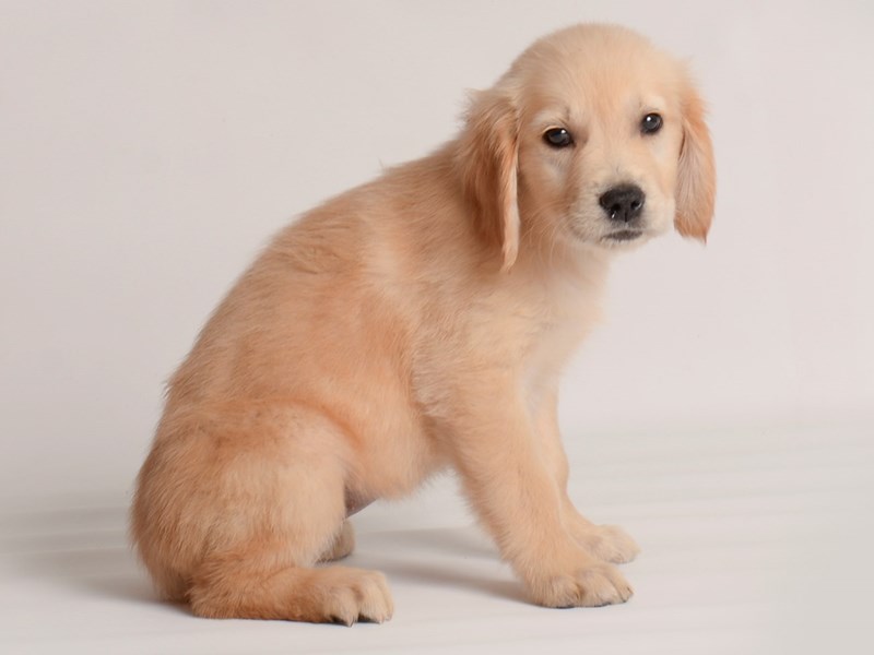 [#20012] Lt Golden Female Golden Retriever Puppies For Sale