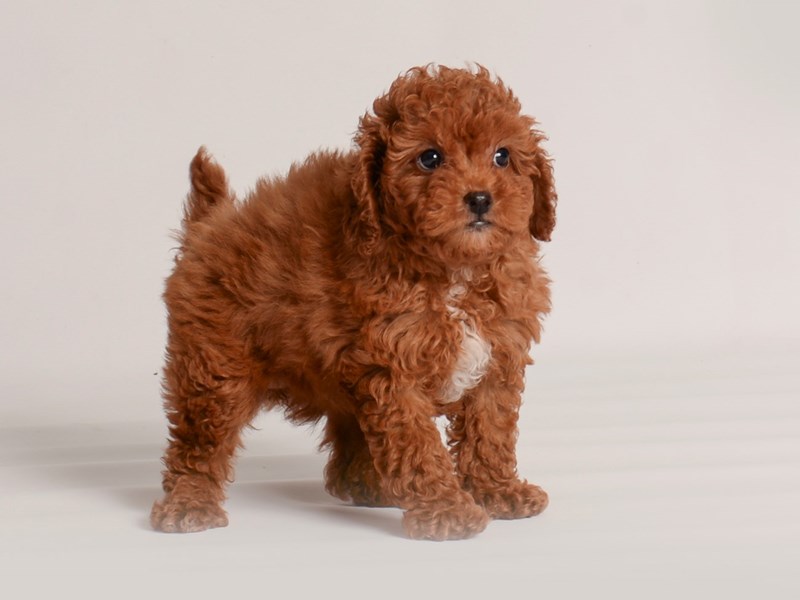 [#20011] Red Female Goldendoodle Mini 2nd Gen Puppies For Sale