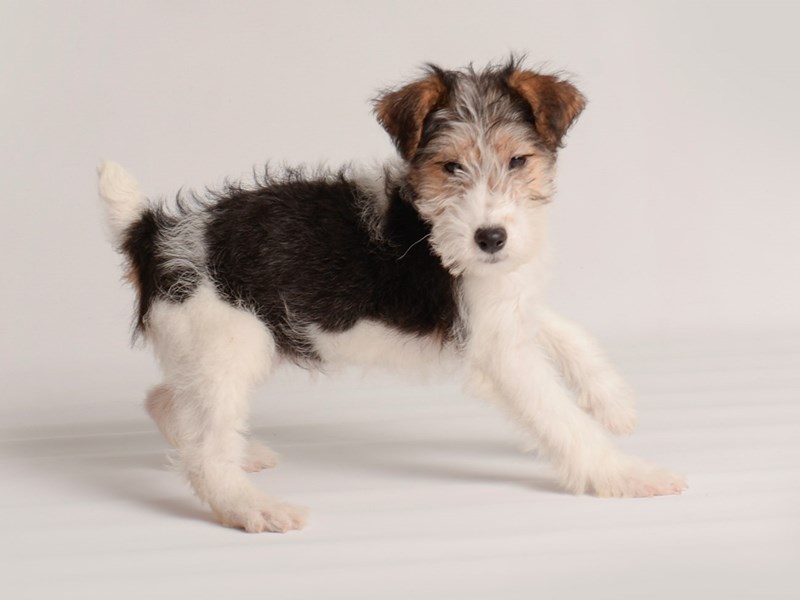 [#20008] Black White / Tan Female Wire Fox Terrier Puppies For Sale #1