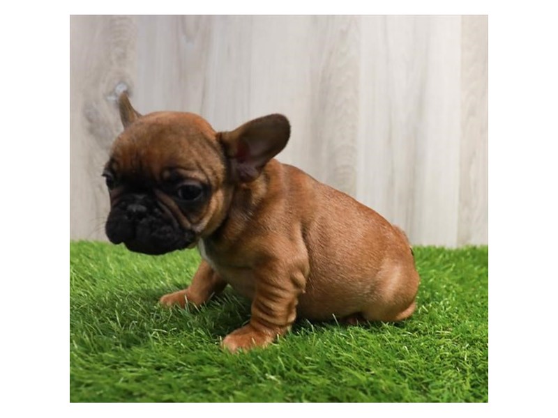 [#16435] Fawn Male French Bulldog Puppies For Sale