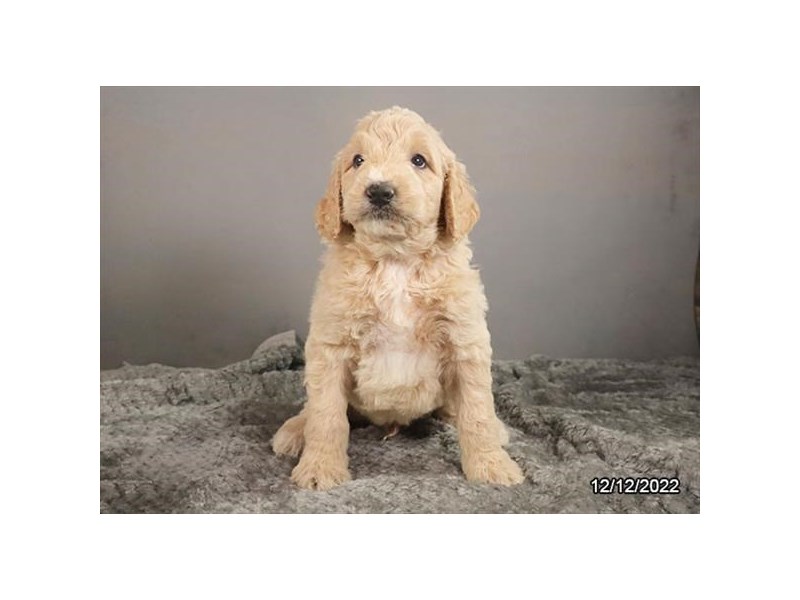 [#19850] Golden Male Goldendoodle Puppies For Sale