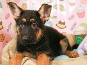 German Shepherd-DOG-Male-Black and Tan-
