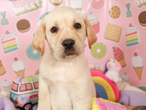 Labrador Retriever-DOG-Male-yellow-3959029