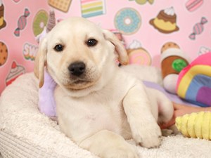 Labrador Retriever-DOG-Female-wht-3959034