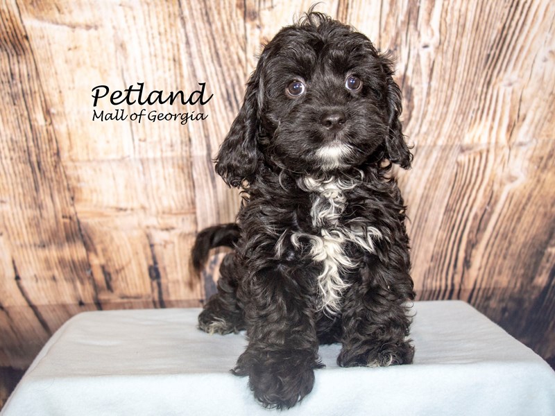[#8642] Black Male Cavapoo Puppies For Sale