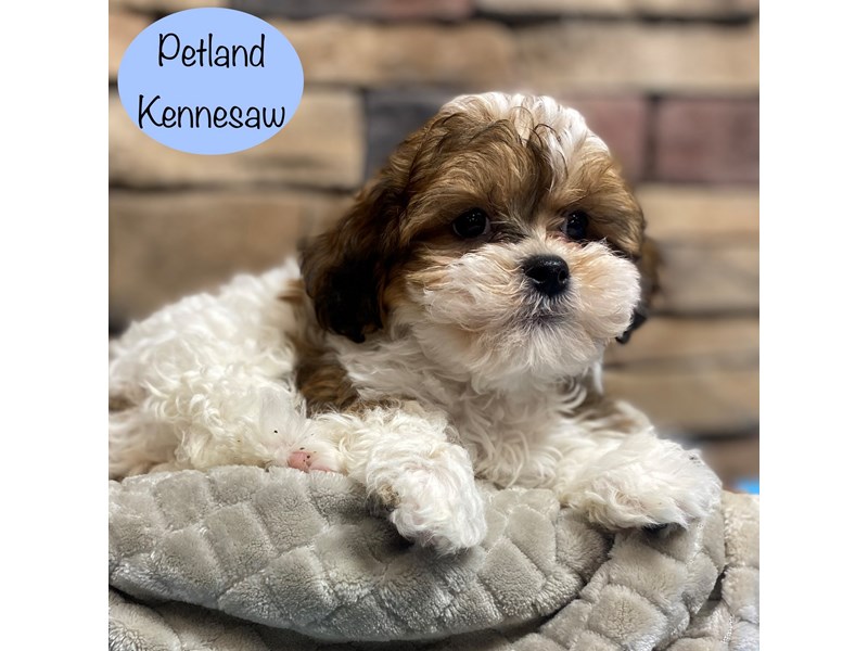 [#29047] Tri-Colored Male Shihpoo Puppies For Sale