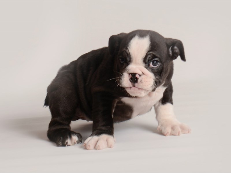 [#20017] Black and White Female English Bulldog Puppies For Sale #1