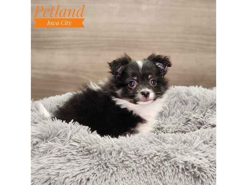 [#18581] Blk/Wh Female Pomeranian Puppies For Sale