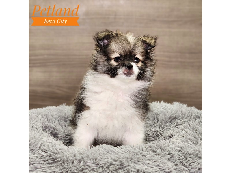 [#18582] Blk/Wh Female Pomeranian Puppies For Sale #1
