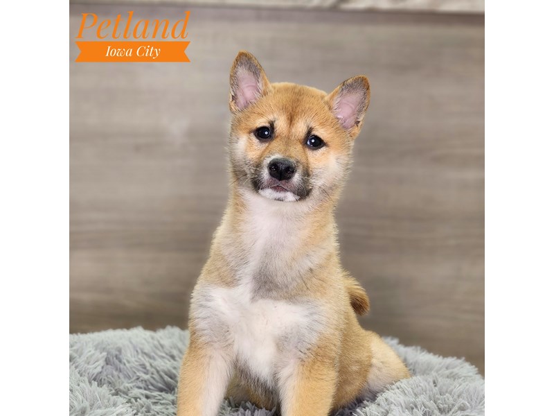 [#18586] Red Sesame Female Shiba Inu Puppies For Sale #1