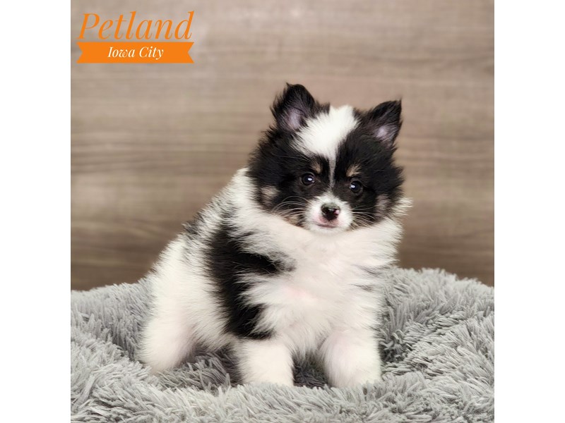 [#18583] Blk/Wh Male Pomeranian Puppies For Sale #1