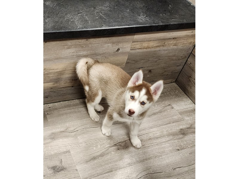 [#19854] Red / White Female Siberian Husky Puppies For Sale #1