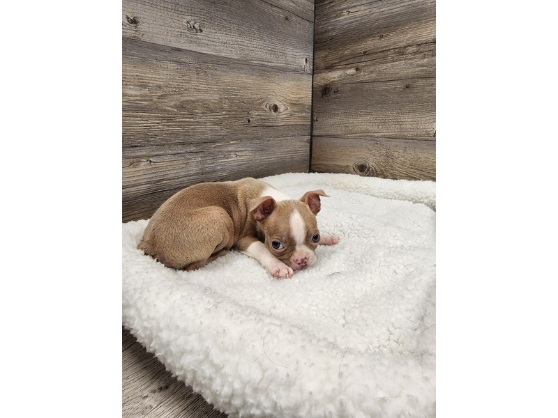 [#19851] Fawn / White Female Boston Terrier Puppies For Sale #1