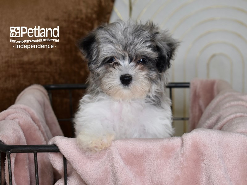 [#5467] Merle & White Male Maltipoo Puppies For Sale #1