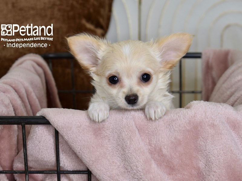[#5478] Cream Female Chihuahua Puppies For Sale