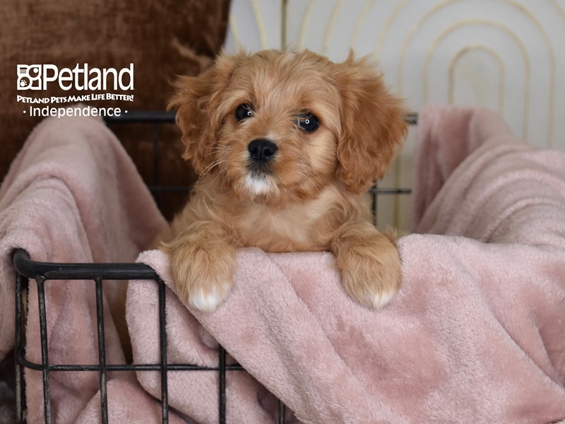 [#5470] Brown & White Female Cavapoo Puppies For Sale #1