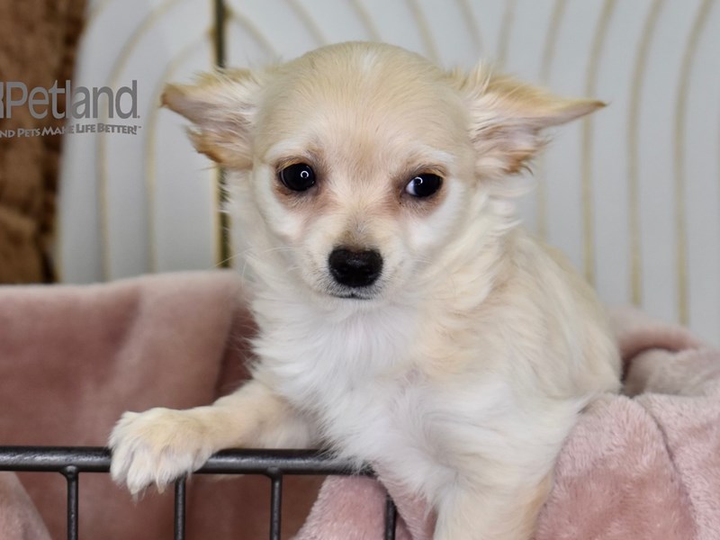 [#643] Cream Female Chihuahua Puppies For Sale #1