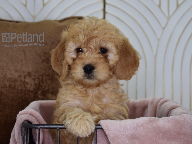 [#636] Golden Male Miniature Goldendoodle Puppies For Sale #1