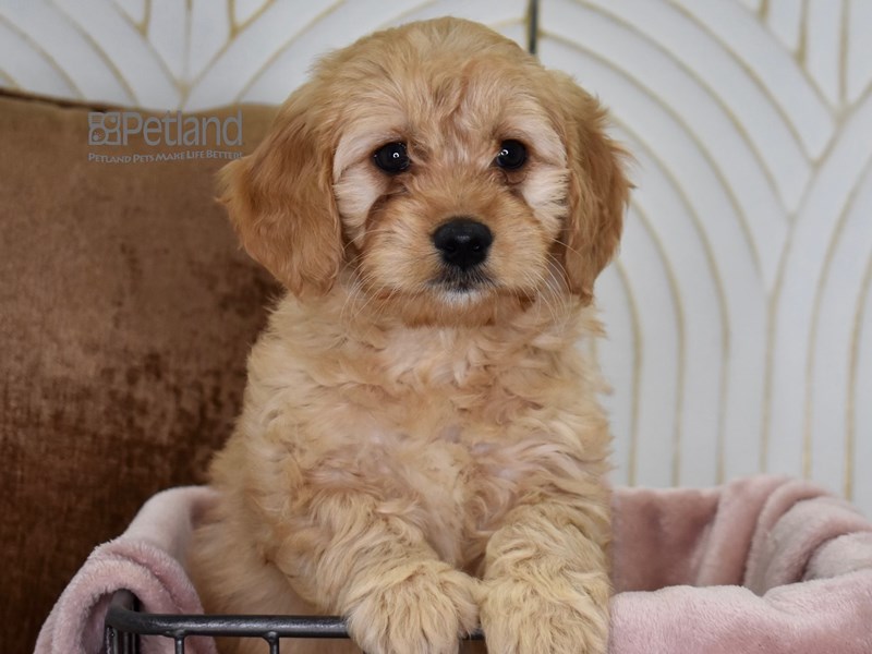 [#639] Golden Female Miniature Goldendoodle Puppies For Sale