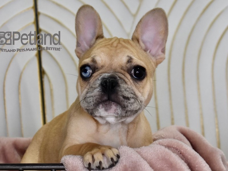 [#634] Fawn Merle Female French Bulldog Puppies For Sale #1