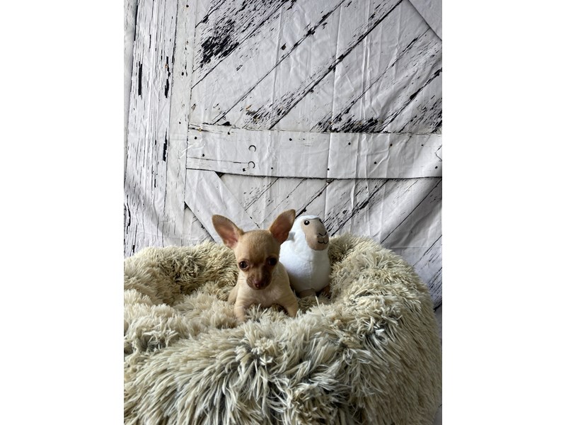 [#26046] Chocolate Fawn Male Chihuahua Puppies For Sale