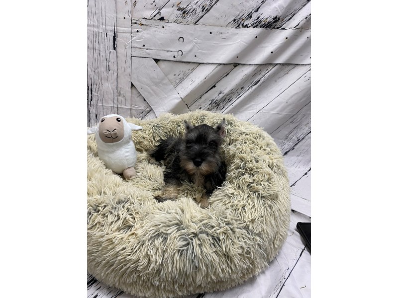 [#26038] Salt and Pepper Female Miniature Schnauzer Puppies For Sale