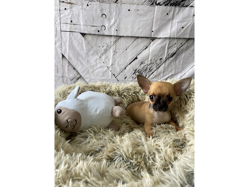 [#26031] Fawn Male Chihuahua Puppies For Sale