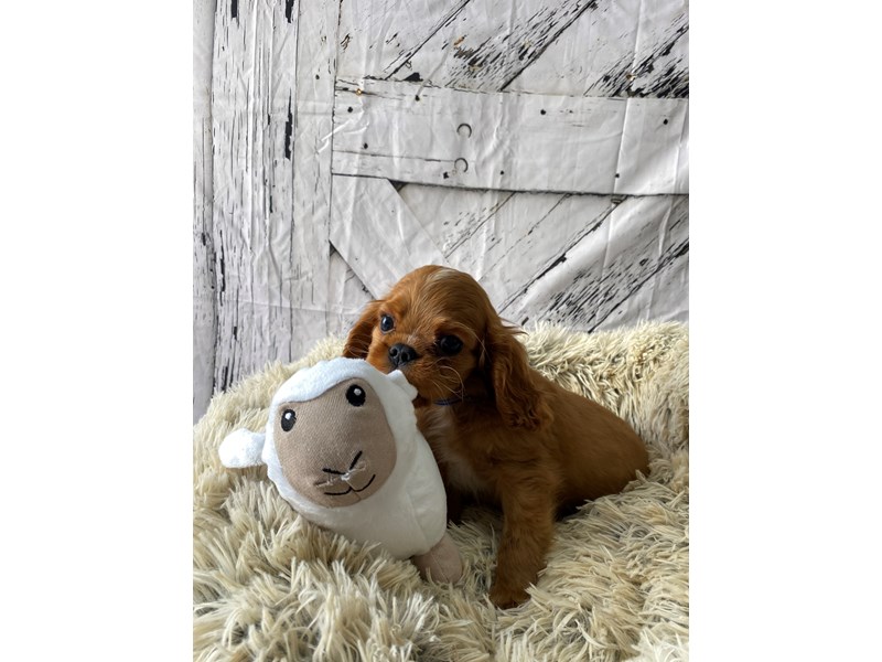 [#26030] Ruby Male Cavalier King Charles Spaniel Puppies For Sale