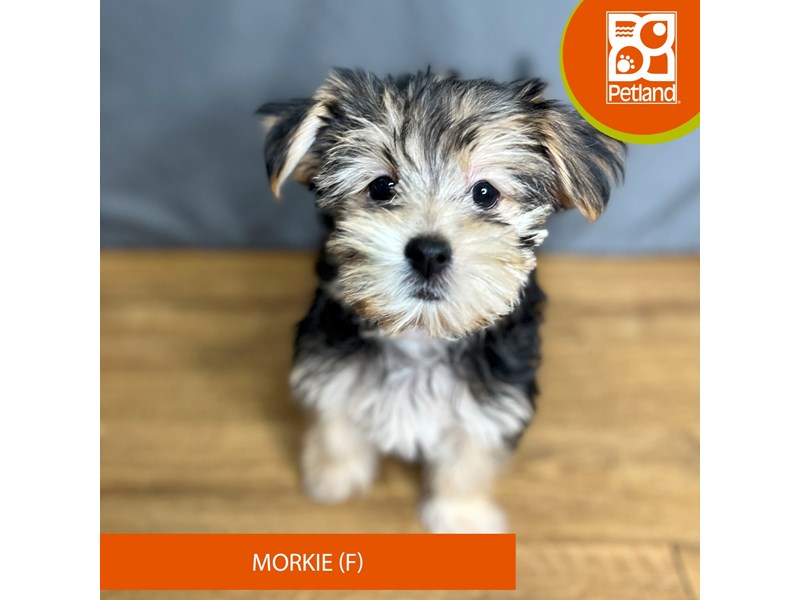 [#16389] Black / Tan Female Morkie Puppies For Sale