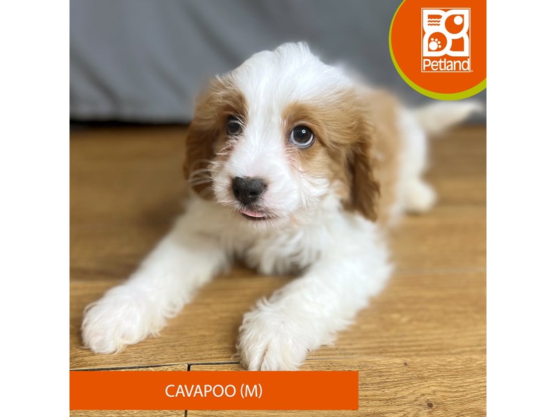 [#16395] Blenheim Male Cavapoo Puppies For Sale #1