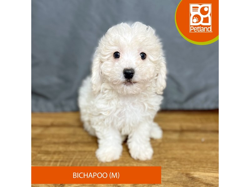 [#16393] White Male Bichapoo Puppies For Sale