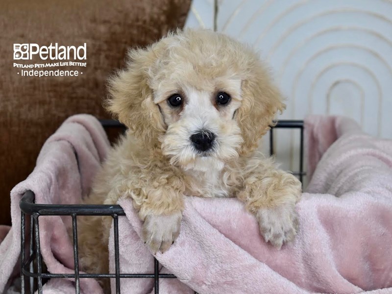 [#5473] Apricot Male Miniature Poodle Puppies For Sale #1