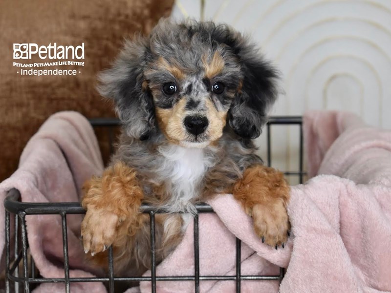 [#5475] Blue Merle Female Miniature Poodle Puppies For Sale #1