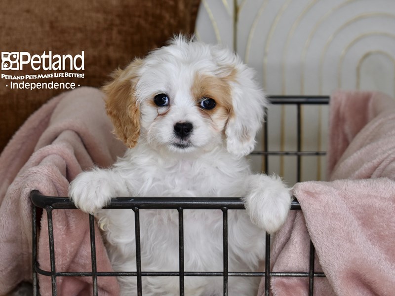 [#5471] Brown & White Female Cavapoo Puppies For Sale #1