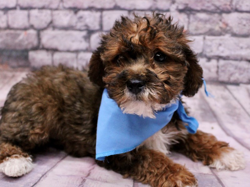 [#17672] Red Sable Male Yorkie Poo Puppies For Sale #1