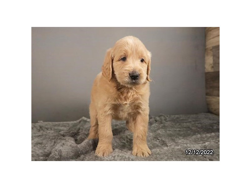 [#8676] Golden Female Goldendoodle Puppies For Sale #1
